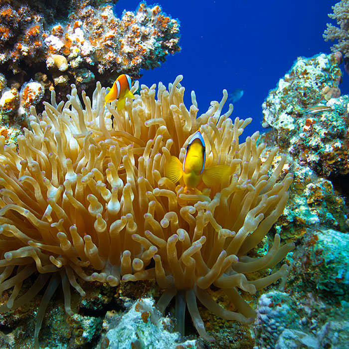 Scuba Diving at the Palau Islands